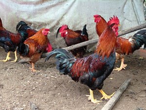 Nghiên cứu chuỗi giá trị ngành chăn nuôi gà nhiều cựa trên địa bàn xã Xuân Sơn, huyện Tân Sơn, tỉnh Phú Thọ