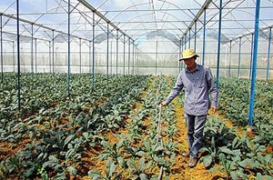 Phát triển kinh tế hộ trang trại ở Việt Nam